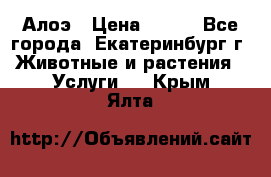 Алоэ › Цена ­ 150 - Все города, Екатеринбург г. Животные и растения » Услуги   . Крым,Ялта